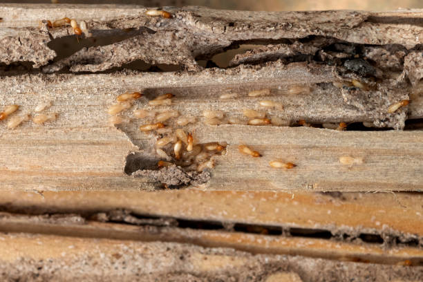 Best Best Pest Control Companies  in Maywood, IL